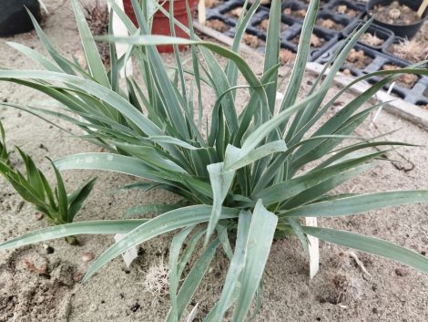 Yucca neomexicana JRT251