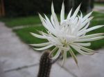 Setiechinopsis mirabilis (Flower of Prayer)