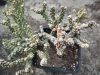 Cylindropuntia whipplei f. monstruosa Cylindropuntia whipplei f. monstruosa
