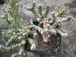 Cylindropuntia whipplei f. monstruosa