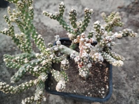 Cylindropuntia whipplei f. monstruosa