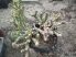 Cylindropuntia whipplei f. monstruosa