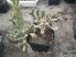 Cylindropuntia whipplei f. monstruosa