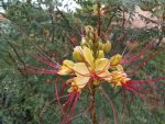 Erythrostemon gilliesii (Caesalpinia g. bird of paradise)