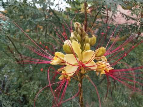 Erythrostemon gilliesii (Caesalpinia g. bird of paradise)