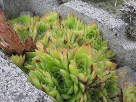 Sempervivum marmoreum (rózsás kövirózsa)