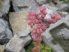 Sempervivum marmoreum (rózsás kövirózsa)