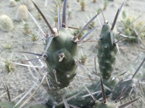 Tephrocactus articulatus (brown spined form)