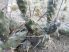 Tephrocactus articulatus (barna tövissel)
