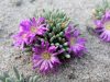 Delosperma sphalmanthoides