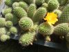 Rebutia fabrisii var. aureiflora