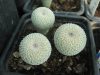 Epithelantha micromeris