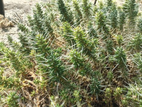 Maihuenia patagonica JN407 - 1x cutting