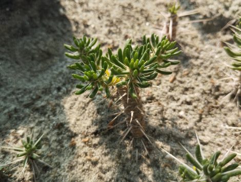Maihuenia poeppigii