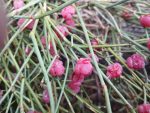Ephedra nevadesnsis 20x seeds