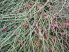 Ephedra nevadesnsis 20x seeds