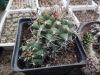 Matucana caespitosa