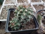 Matucana caespitosa