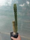 Trichocereus p. 2 Trichocereus p. 2