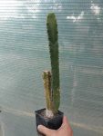 Trichocereus p. 2