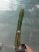 Trichocereus p. 2