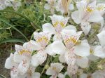 Alstroemeria pallida - 10 seeds (Inca Lily)