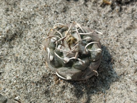 Turbinicarpus polaskii MZ706