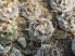 Turbinicarpus polaskii MZ706