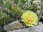 Opuntia 'Budapest'