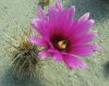 Echinocereus engelmannii VZD881 - 20 mag