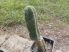 Trichocereus p. 4