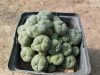 "Ariocarpus" (L.) will. f. caespitosa "Ariocarpus" (L.) will. f. caespitosa