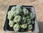 "Ariocarpus" (L.) will. f. caespitosa