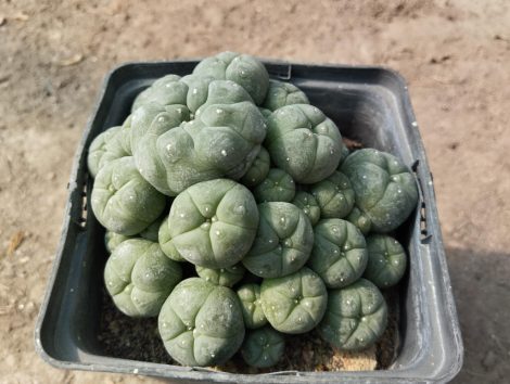 "Ariocarpus" (L.) will. f. caespitosa