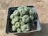 "Ariocarpus" (L.) will. f. caespitosa