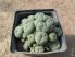 "Ariocarpus" (L.) will. f. caespitosa