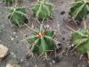 Echinocereus triglochidiatus Manzano Mts., NM