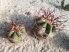 Denmoza rhodacantha MS26 Denmoza rhodacantha MS26