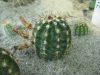 Echinocereus viridiflorus SB872