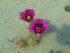 Echinocereus engelmannii var.variegatus SB844 Echinocereus engelmannii var.variegatus SB844