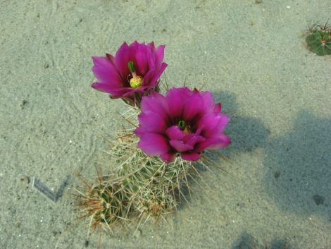 Echinocereus engelmannii var.variegatus SB844