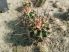 Echinocereus engelmannii var.variegatus SB844