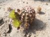 Echinocereus viridiflorus DJF1673