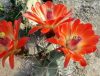 Echinocereus triglochidiatus Echinocereus triglochidiatus