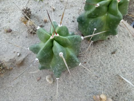 Echinocereus triglochidiatus SB201