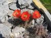 Echinocereus coccineus var. gurneyi SB351