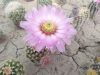 Echinocereus reichenbachii subsp. caespitosus Echinocereus reichenbachii subsp. caespitosus