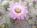 Echinocereus reichenbachii subsp. caespitosus