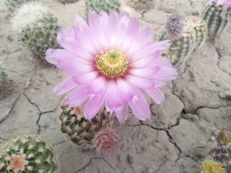 Echinocereus reichenbachii subsp. caespitosus