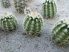 Echinocereus reichenbachii subsp. caespitosus